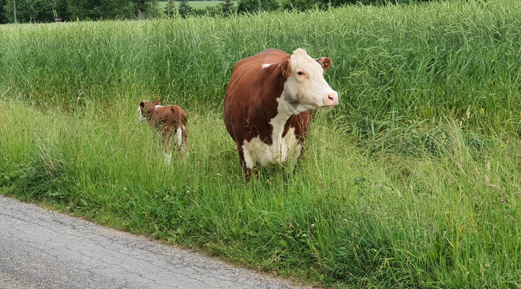 Besuch am Wegesrand